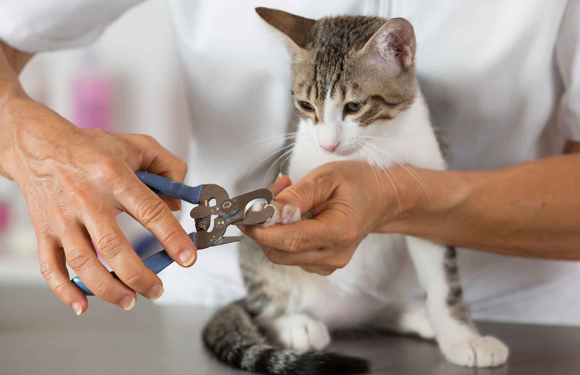 Nail Clipping - Indooroopilly Veterinary Clinic